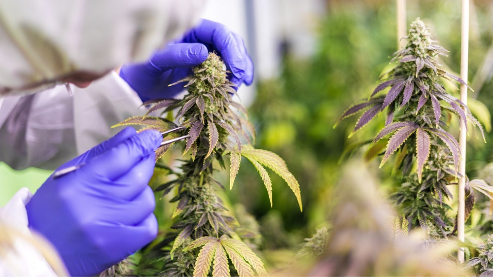 Revolutionizing Access: The Journey of Online Cannabis Ordering in DC with Teez DC