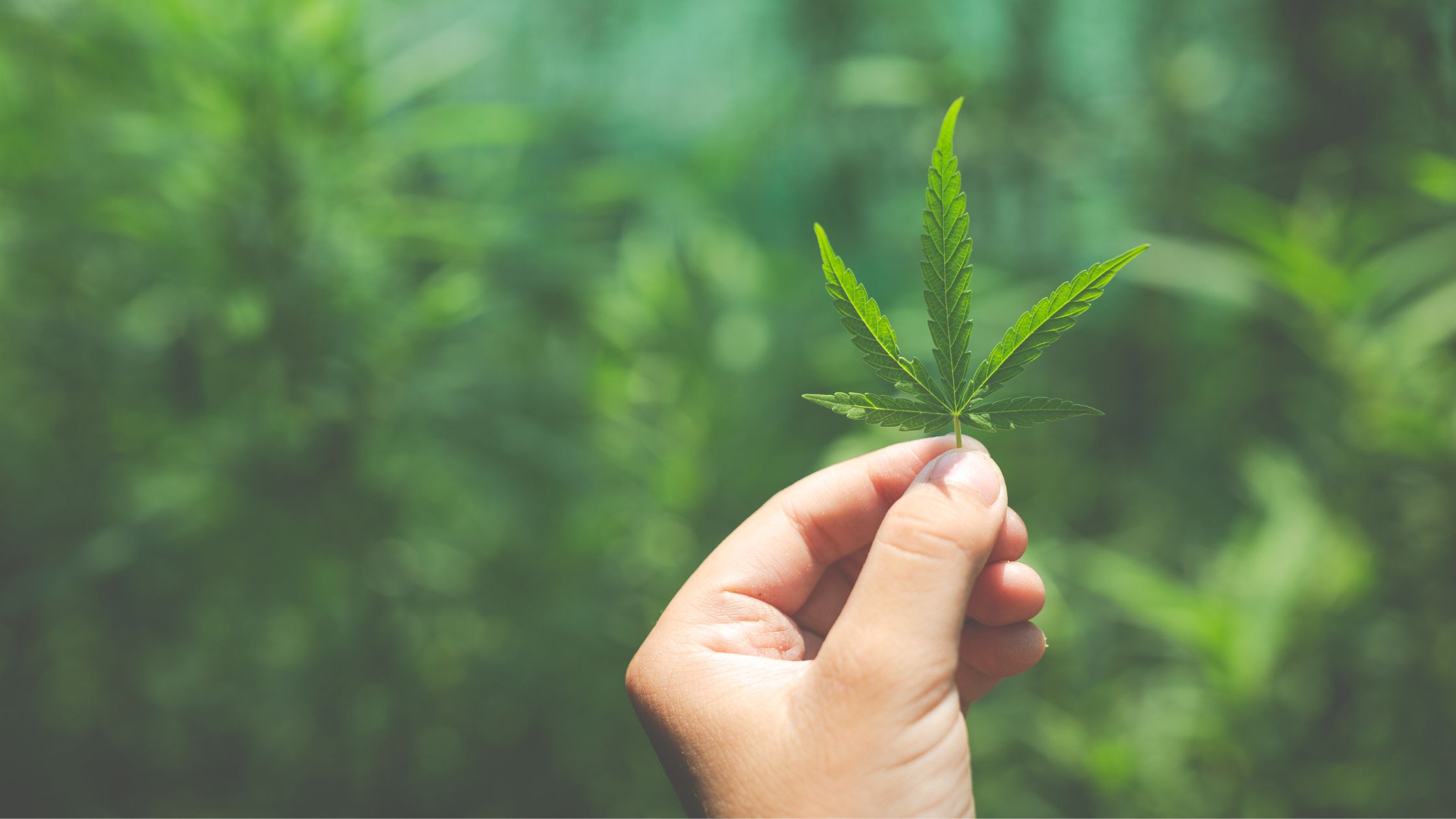 Nirvana with products from Web based cannabis shop