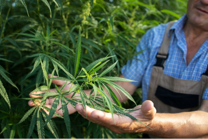 Guide to Buying Weed Online Legally in Washington, DC