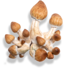 Psilocybin