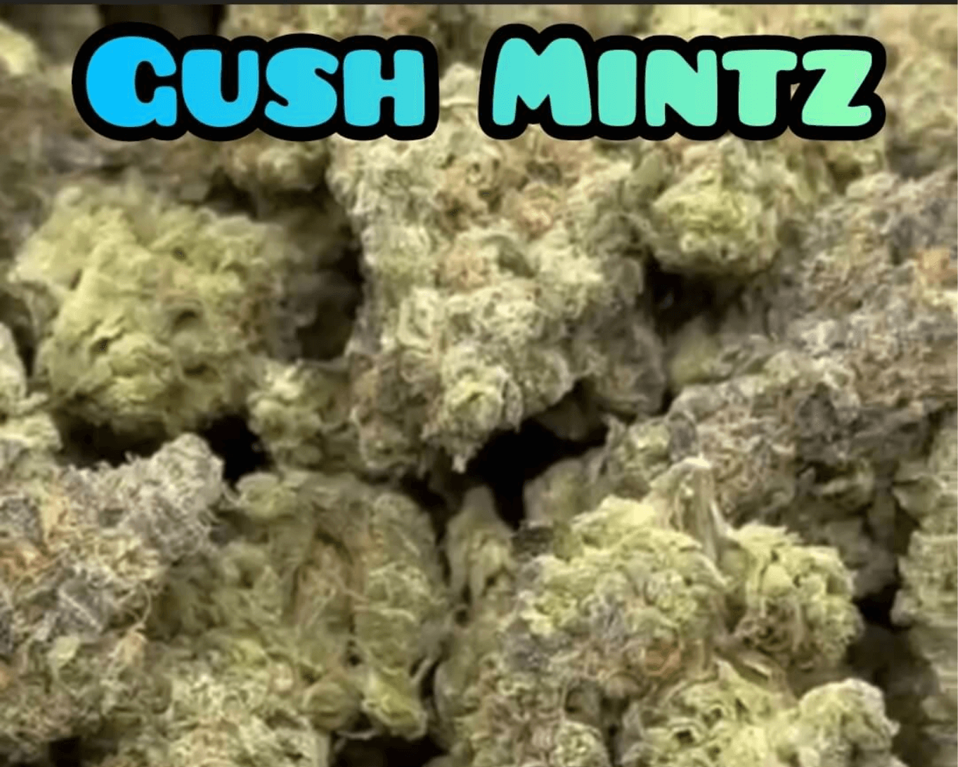 Gush Mintz - Indica