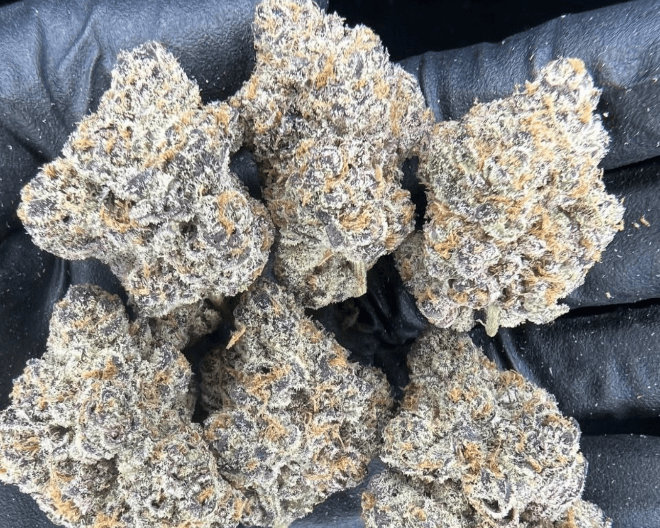 Exotic Flower: Sherbanger
