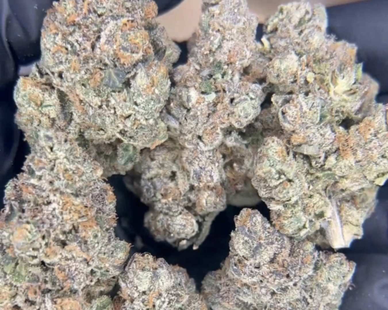 Exotic Flower: Space Candy