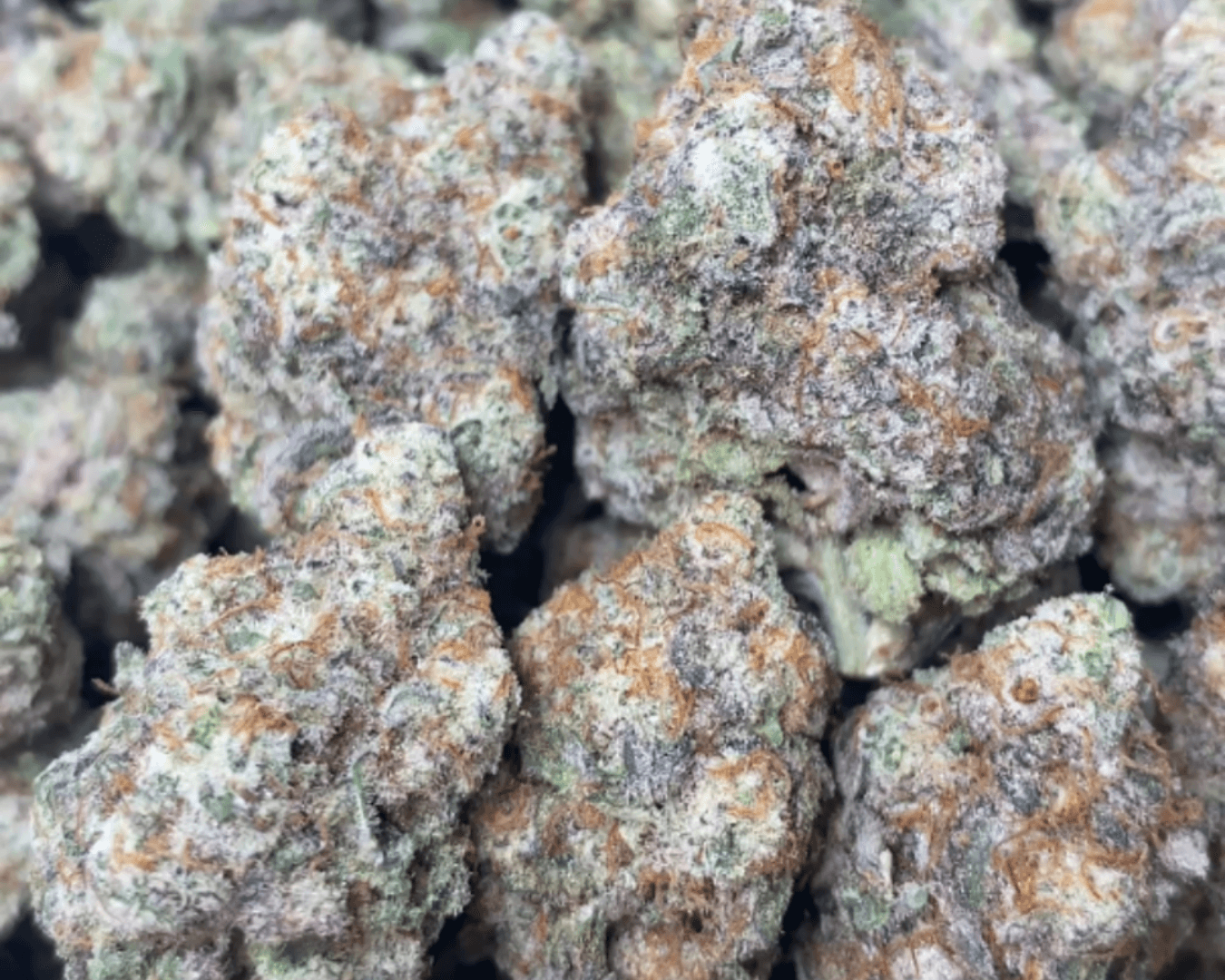Exotic Flower: Sweet Tea