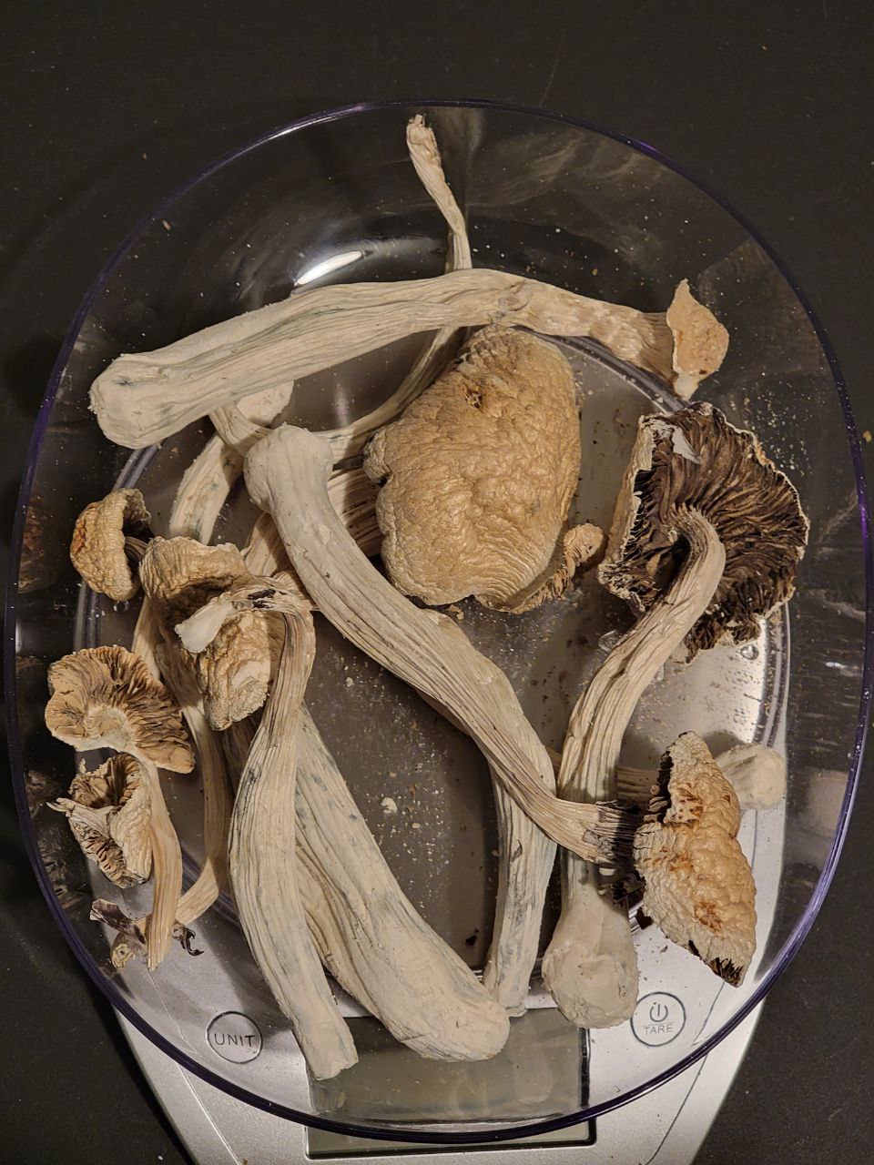 Golden Teachers Mushroom