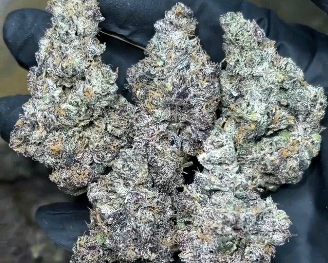 Exotic Flower: Pink Slushee