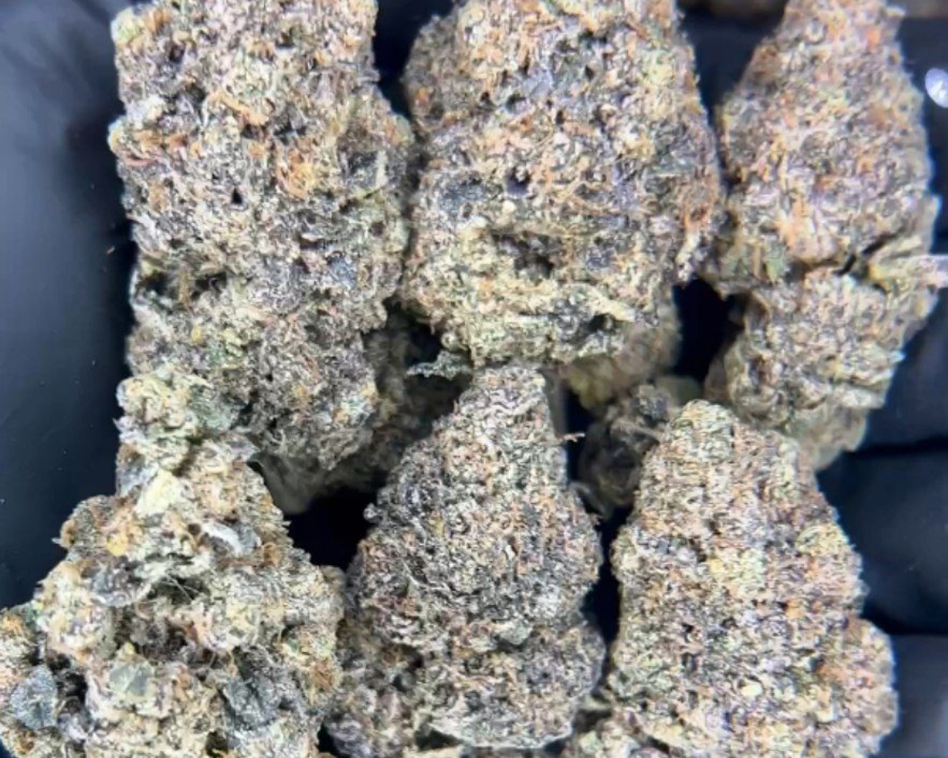 Exotic Flower: Rainbow Gelato