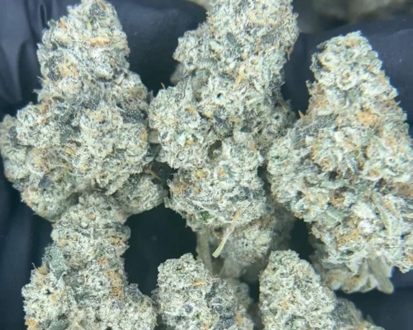 Exotic Flower: E-85