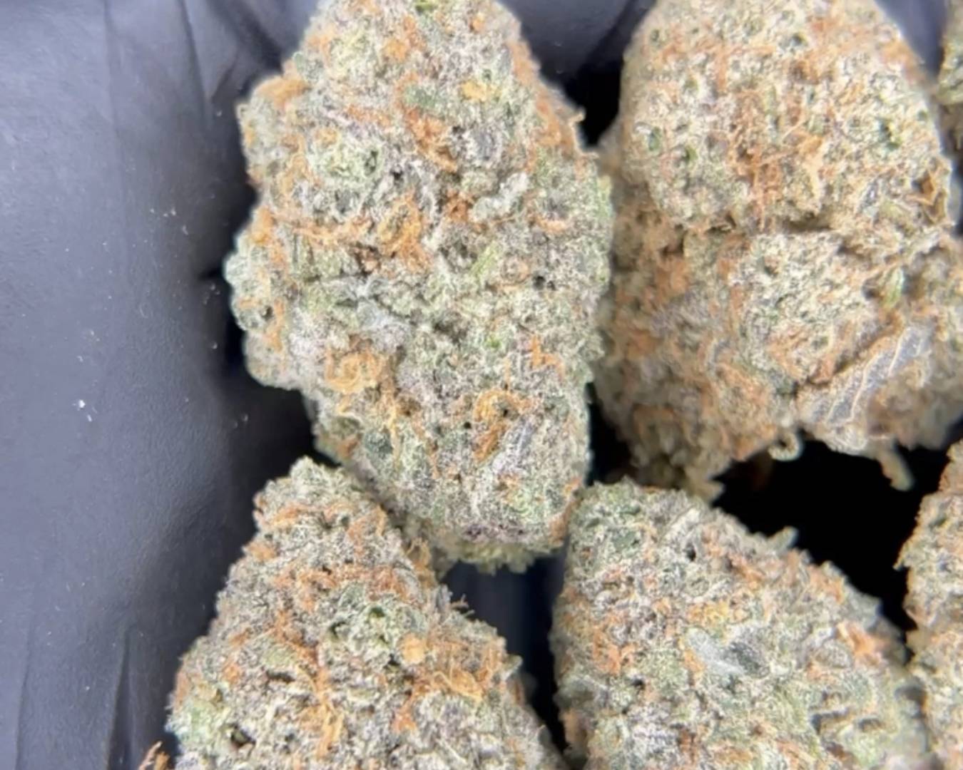 Exotic Flower: Oreoz Zkittles