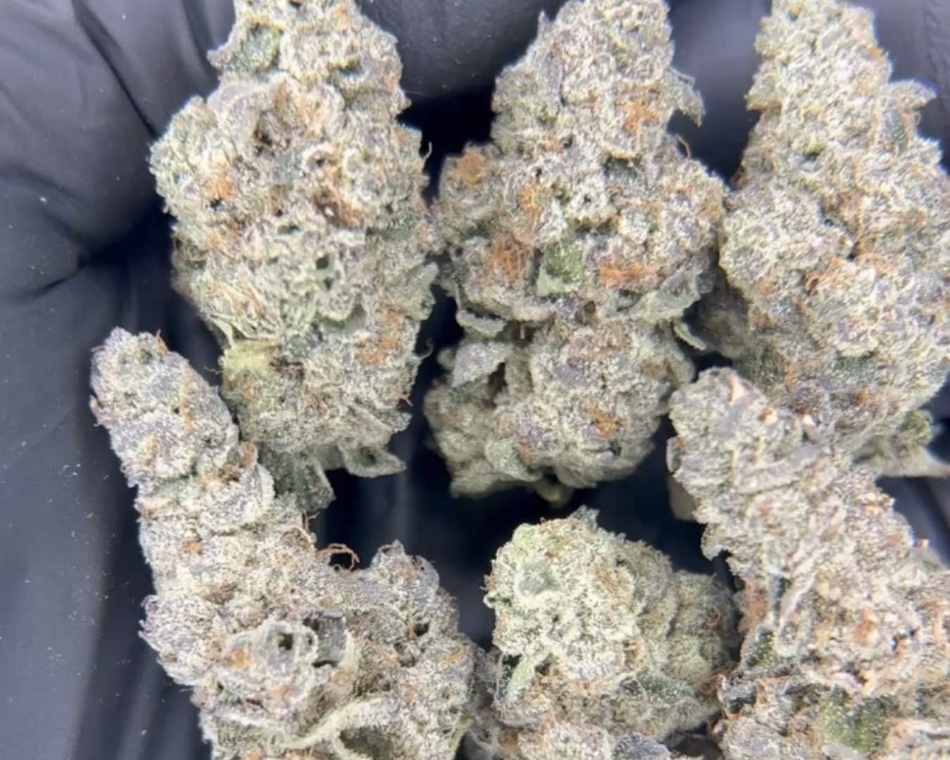 Exotic Flower: Velvet Purps