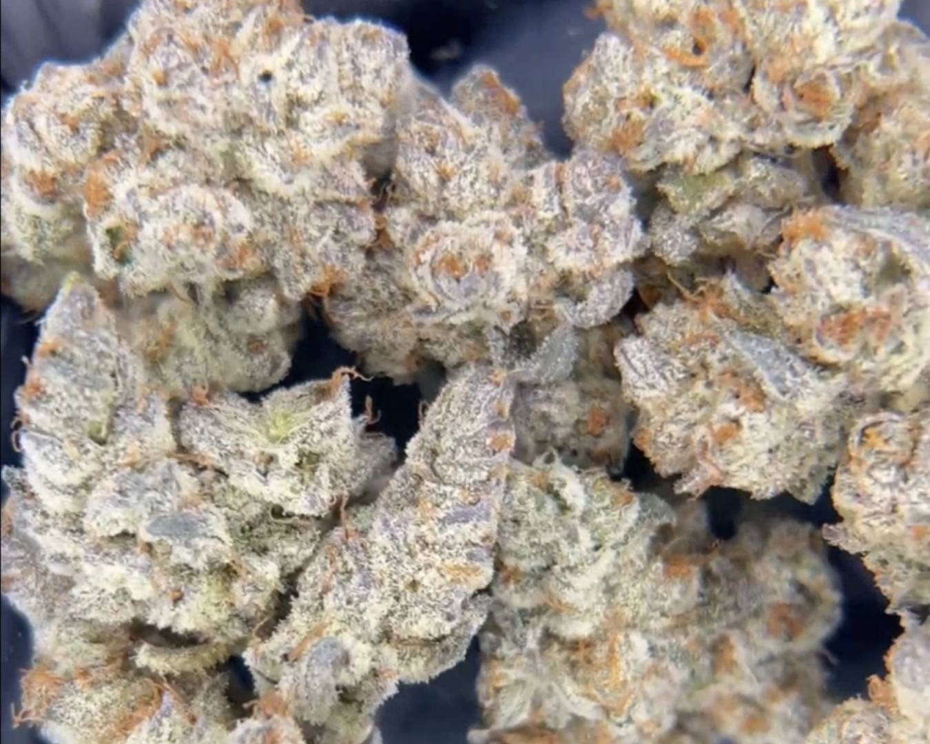 Exotic Flower: Platinum Oreoz