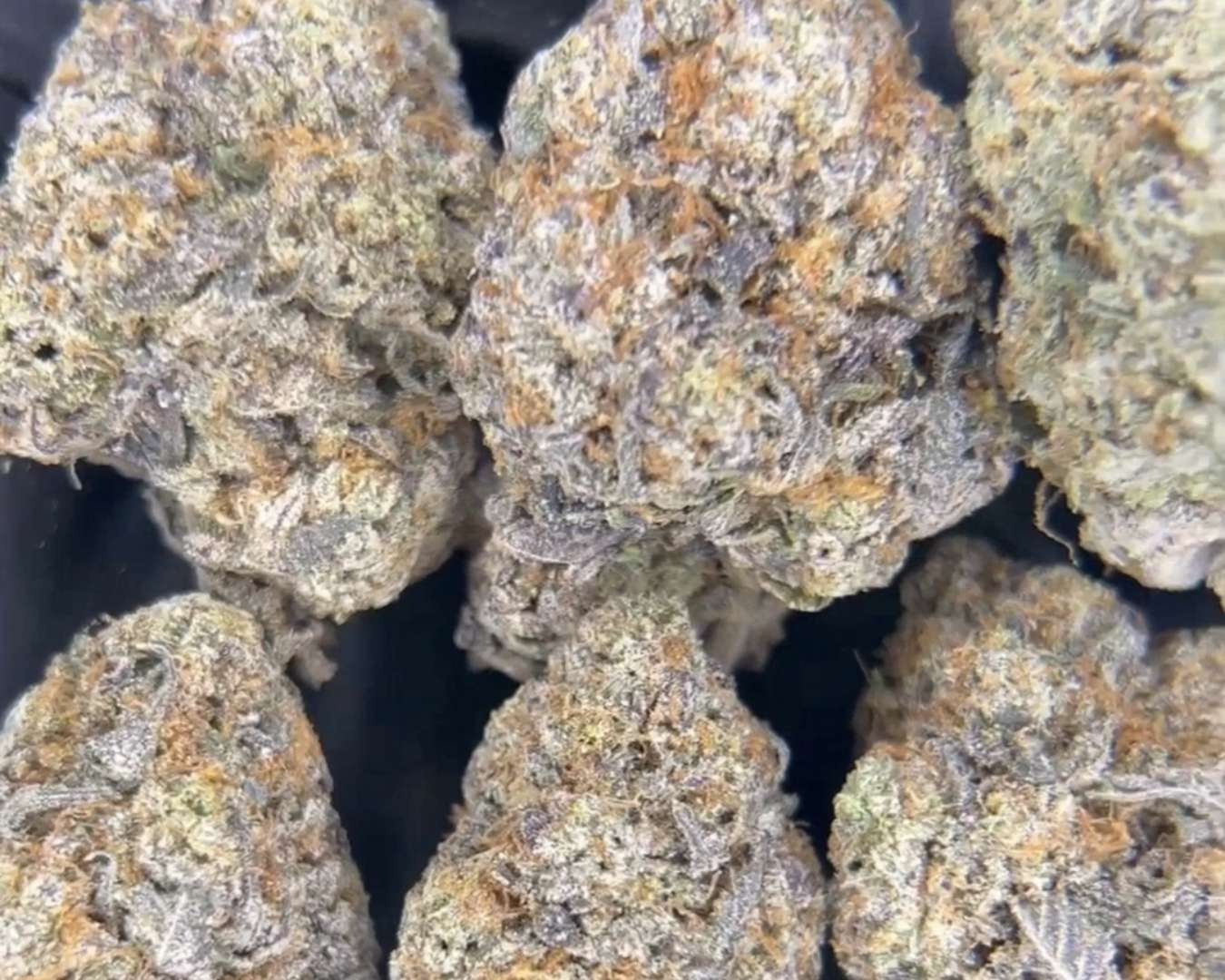 Exotic Flower: White Runtz