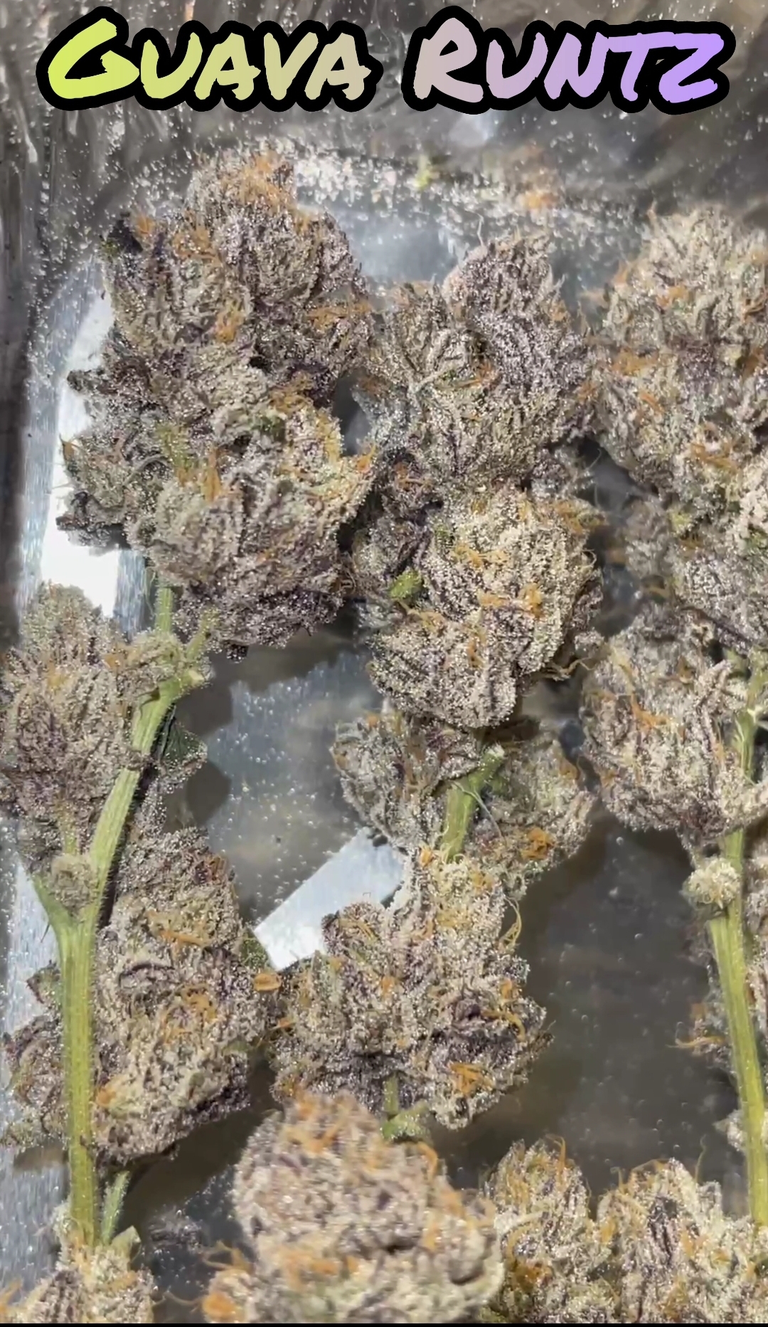 Headstash: Guava Runtz