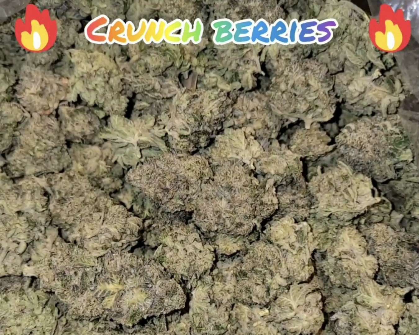 Crunch Berries - Hybrid