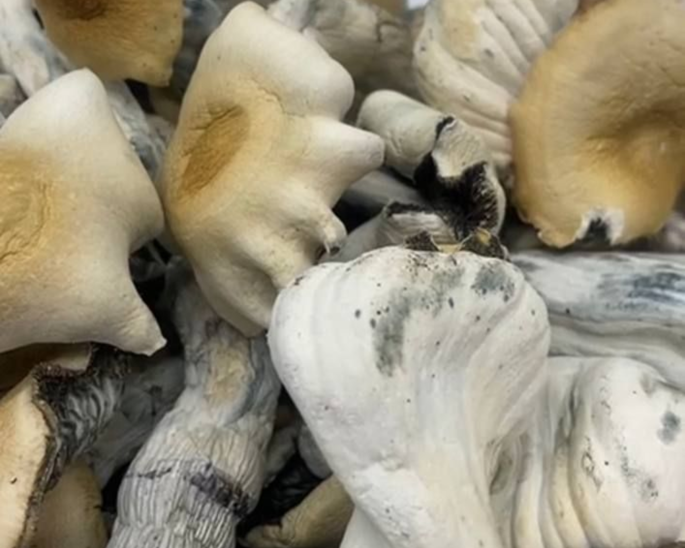 Mushroom: Hillbilly Cubensis