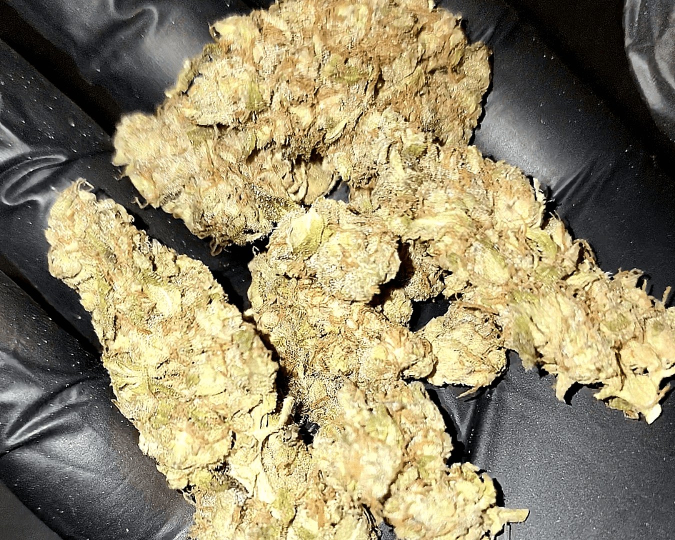 Headstash: Xolo