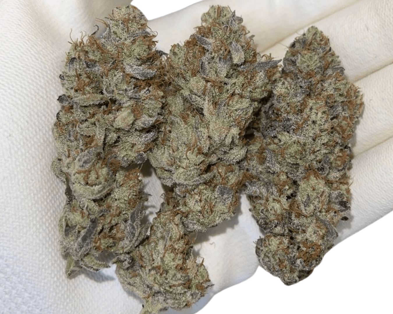 Headstash: Gluebert