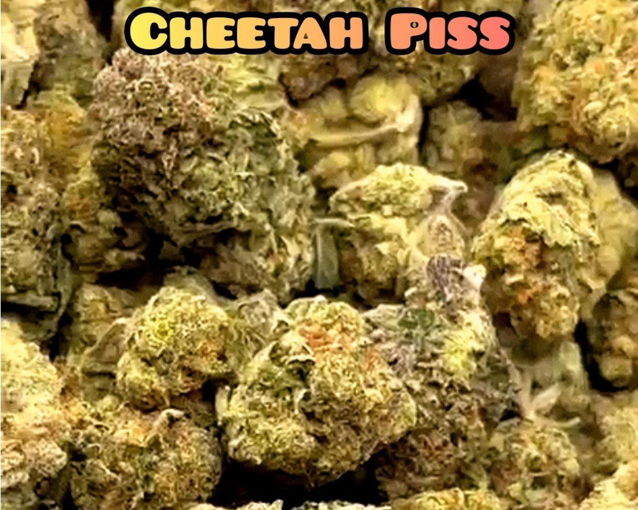 Cheetah Piss - Hybrid