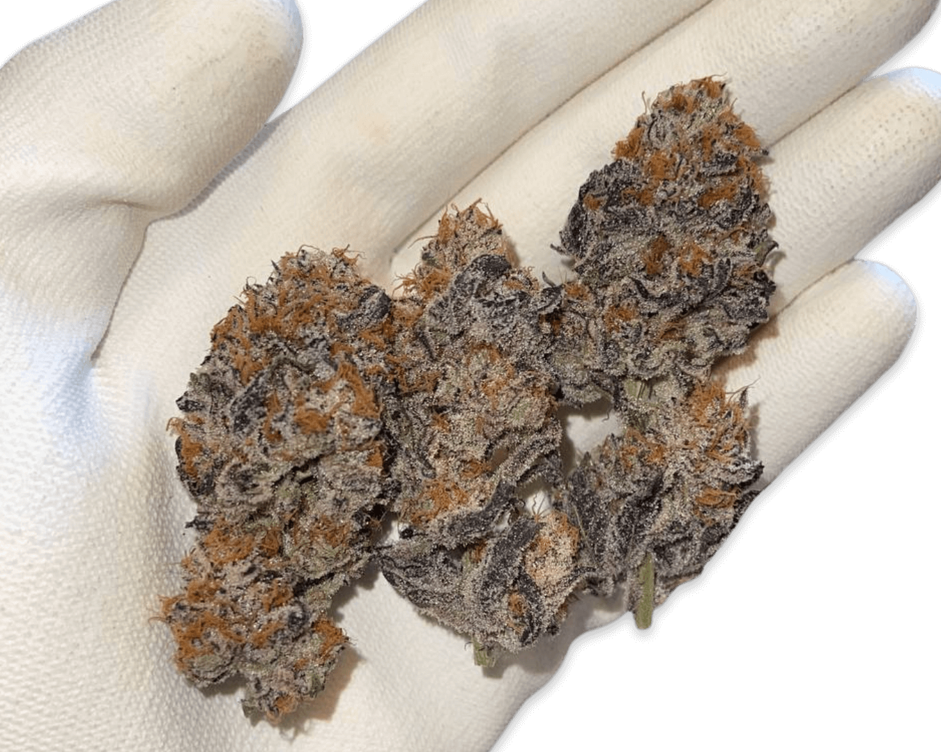Headstash: Garlicane