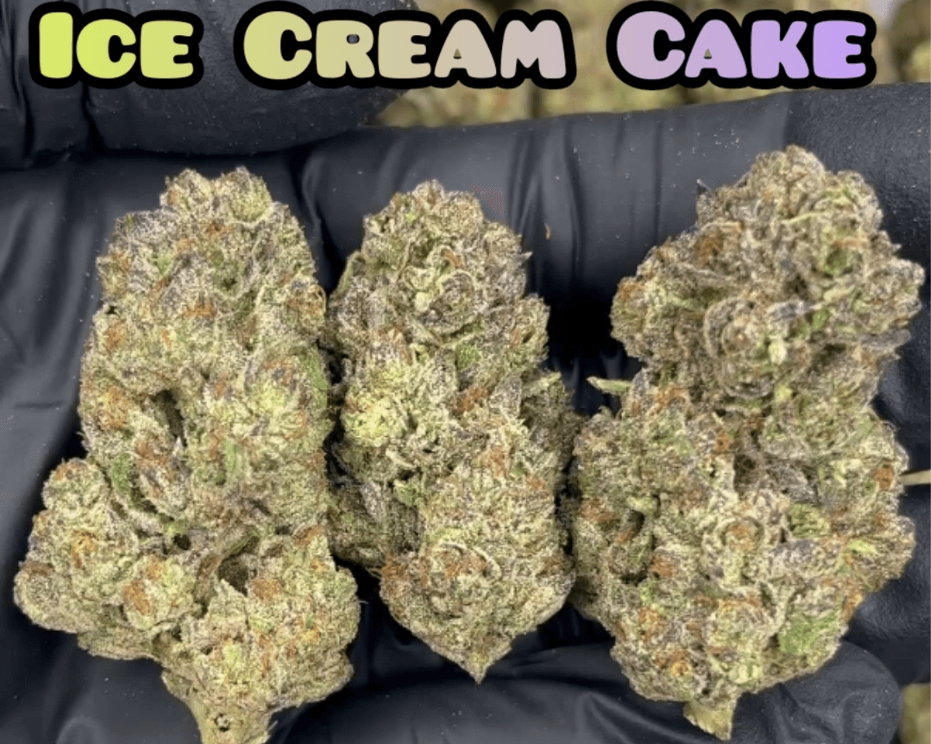 Ice Cream Cake - Indica Dominant