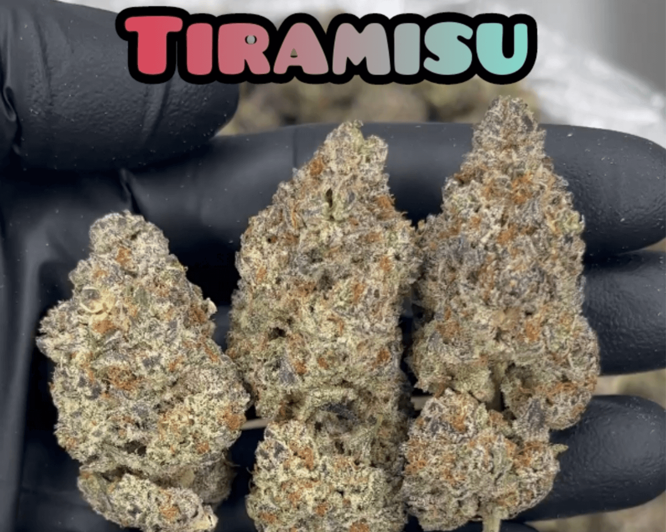 Tiramisu - Indica Dominant