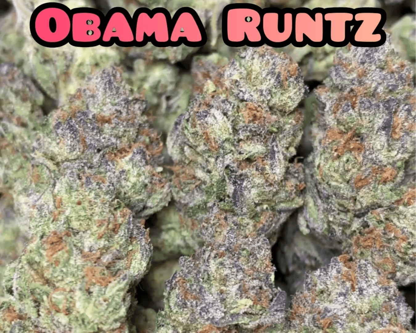 Obama Runtz - Indica Dominant